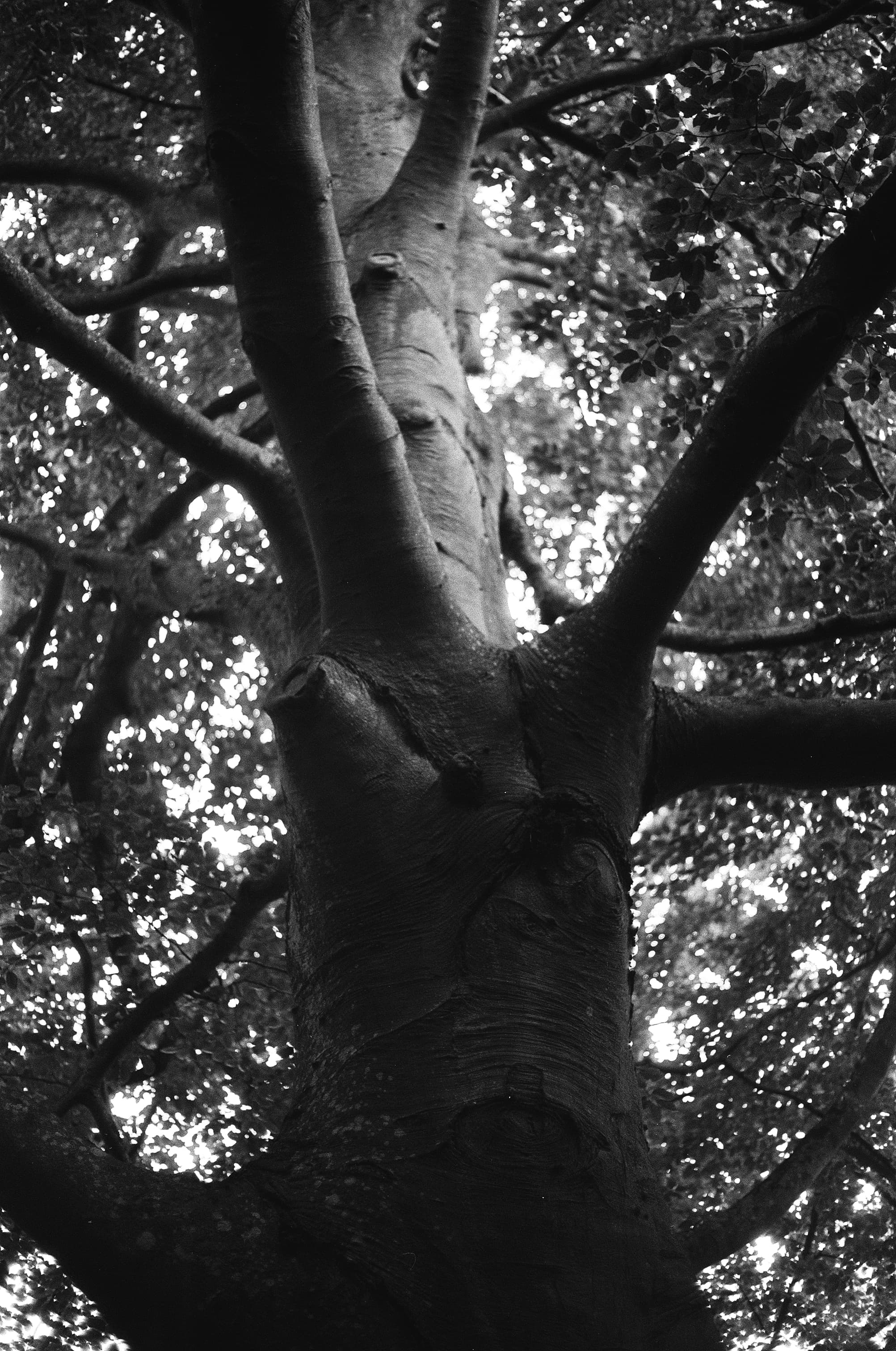 A Tree, 2022
