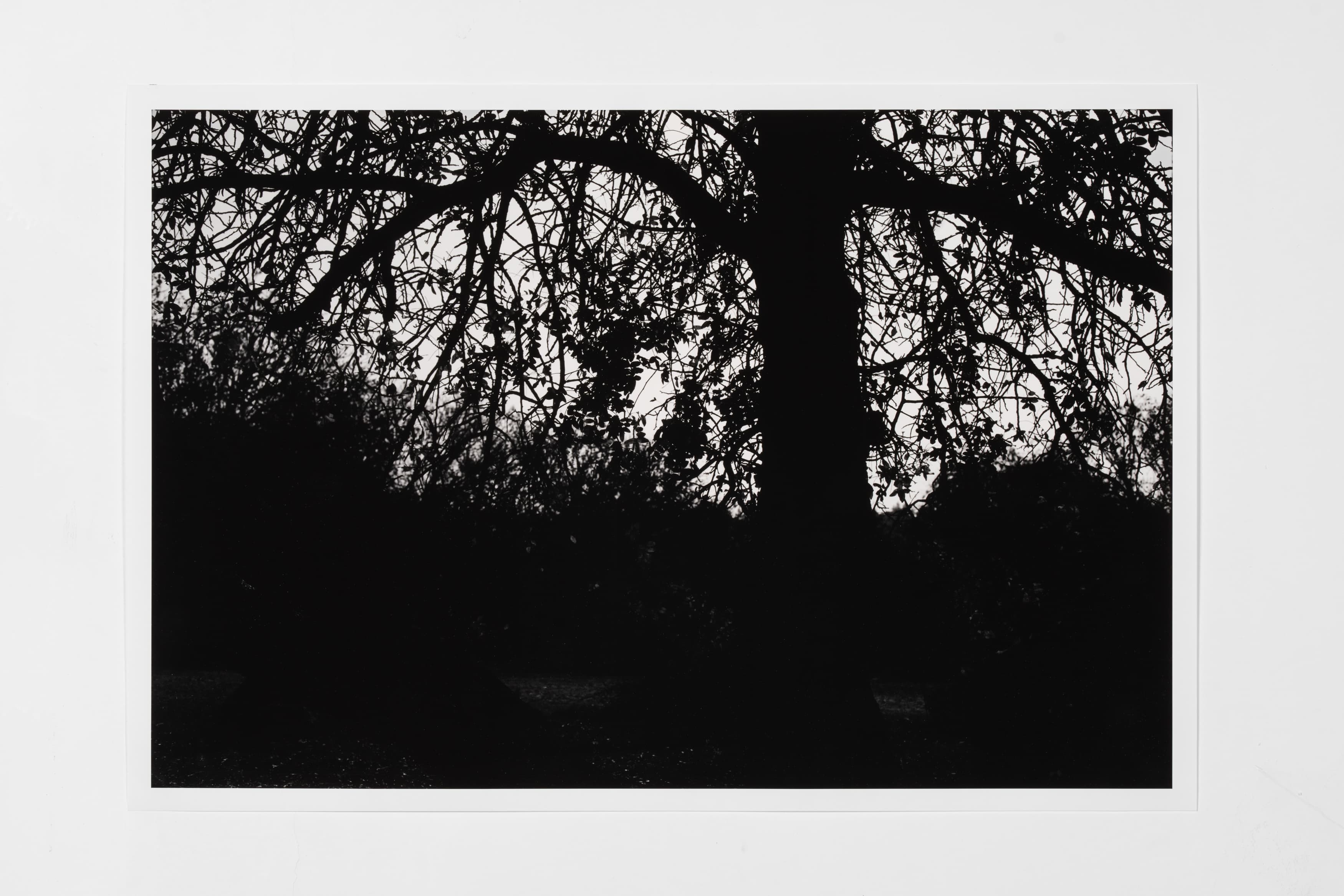 Untitled (Trees)