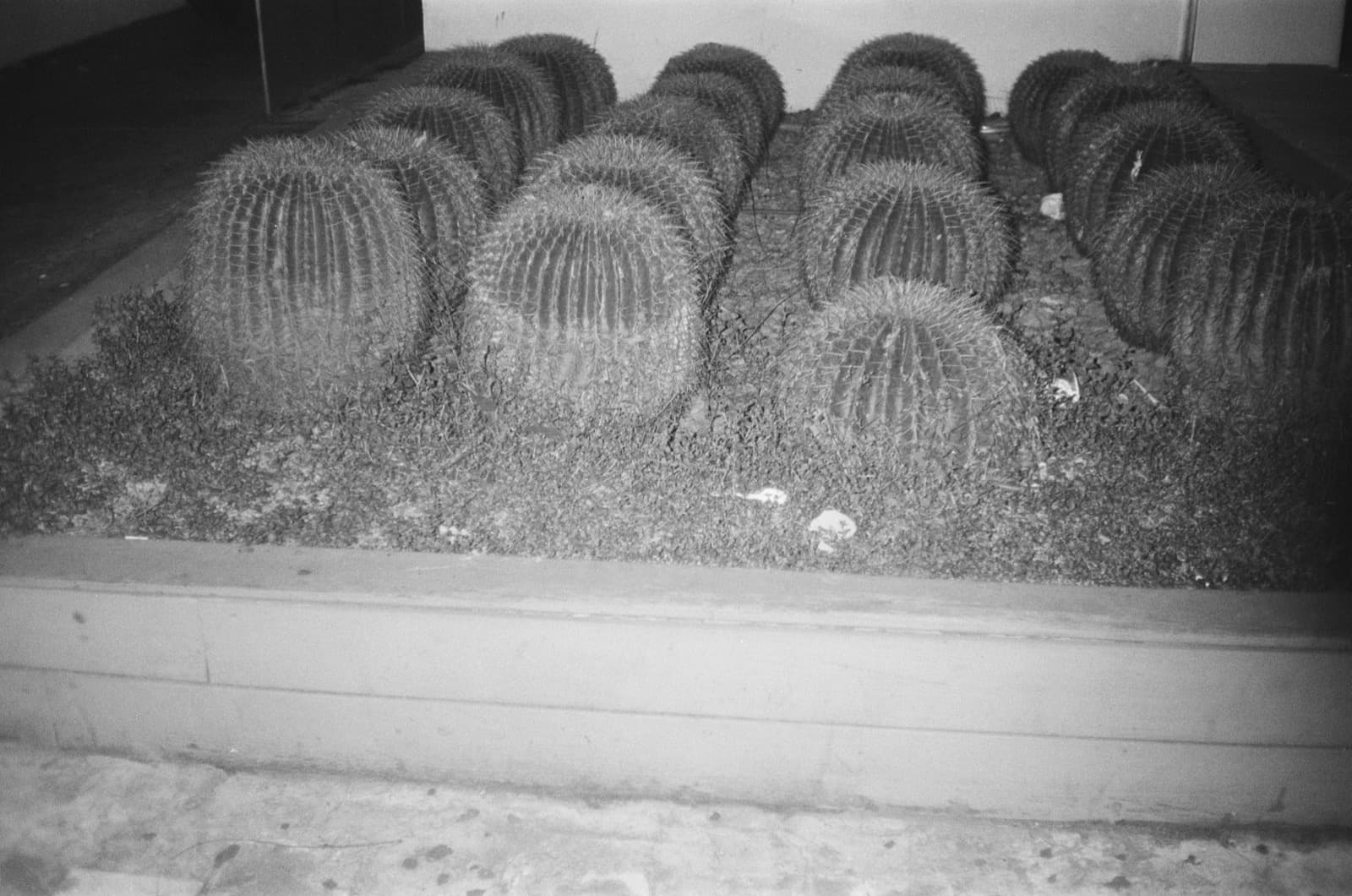 Cactus, 2021